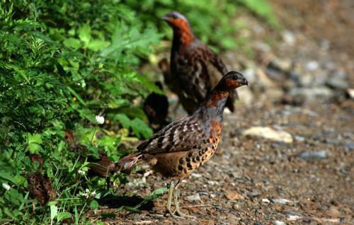 最新竹雞套，傳統(tǒng)與創(chuàng)新的完美融合