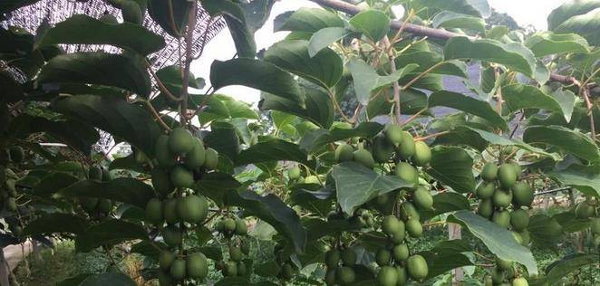 最新型果樹，小巷中的綠色寶藏與獨特風味小店的探索