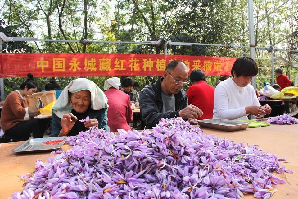 亳州白芷行情深度解析，市場走勢及行情概覽