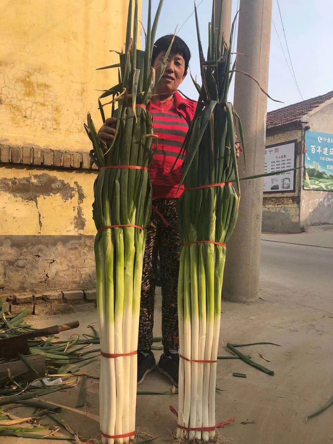 保定大蔥近期價格走勢，機(jī)遇與挑戰(zhàn)中的勵志力量