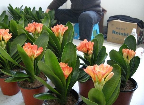 君子蘭價格變化中的自信與成就感，從綠葉到金花之路