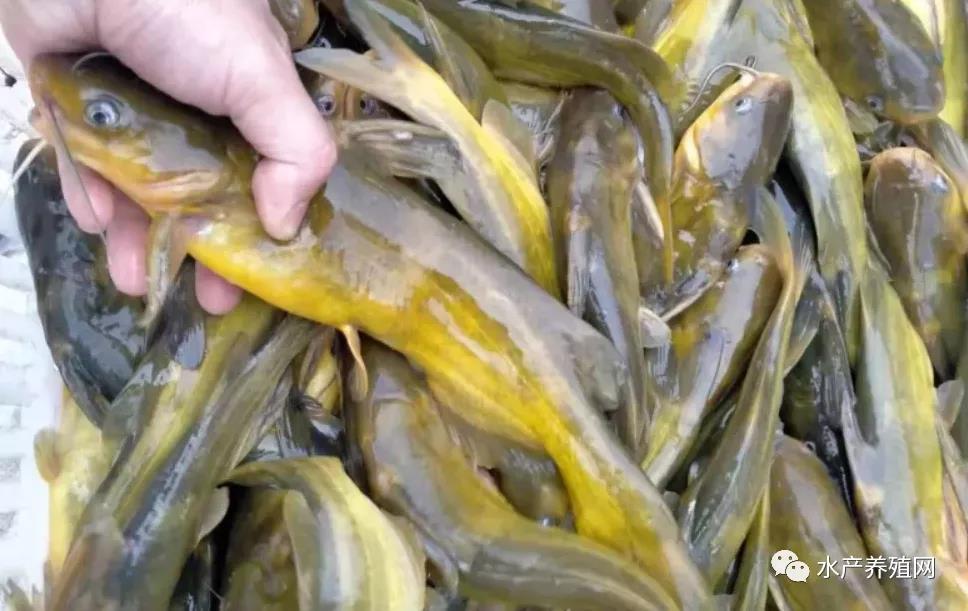 鮰魚價格變遷背后的故事，行情變化中的自信與成就感探尋