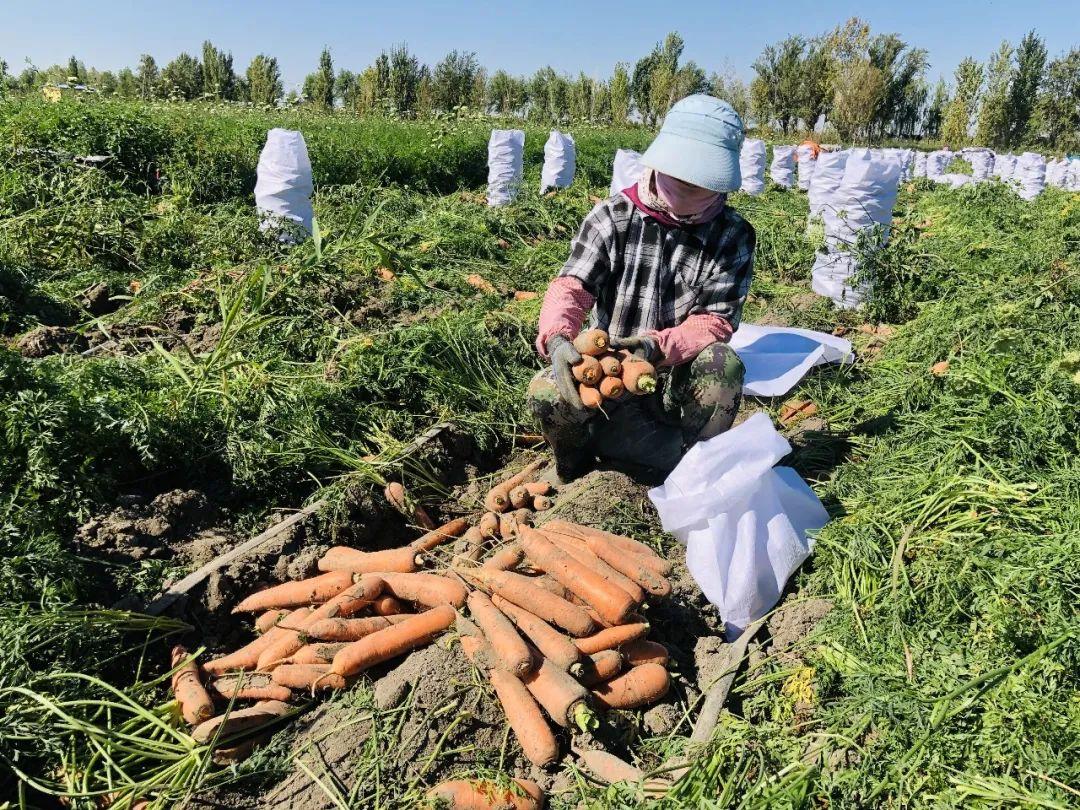 胡蘿卜最新市場(chǎng)價(jià)格概覽，最新市場(chǎng)價(jià)格指南