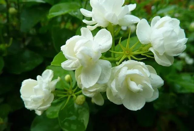花香滿園最新章節(jié)獲取攻略，輕松閱讀新書章節(jié)的步驟