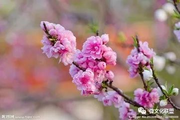 科技巔峰之作桃花開啟未來生活新紀(jì)元，最新章節(jié)預(yù)覽