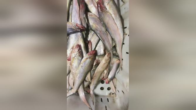 最新魚視頻，海洋生態(tài)與觀賞魚文化的精彩交融