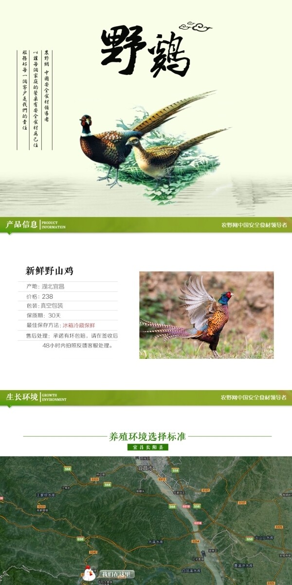 深度剖析，最新山雞的背景、事件與地位概述