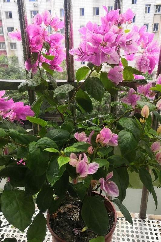小巷深處的獨特花語，最新殘花之美