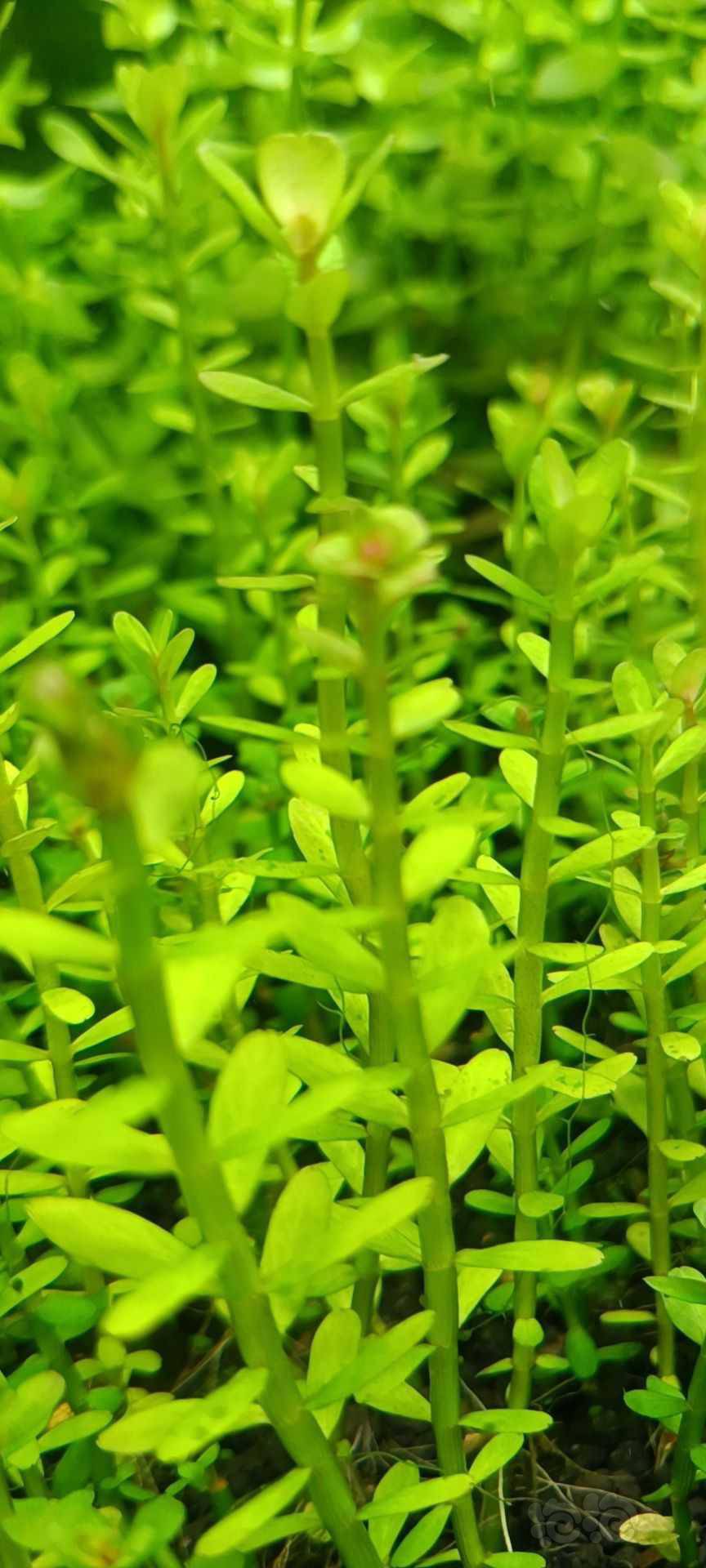 最新福利草草，自然美景之旅，探尋內(nèi)心平和與喜悅的旅程
