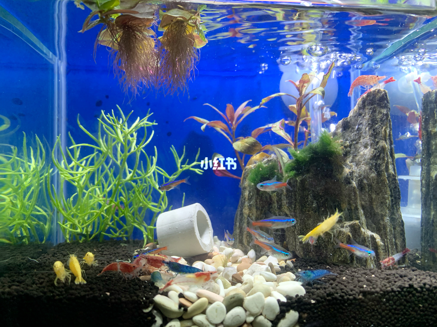 最新魚(yú)缸圖片，水族美學(xué)的時(shí)代變遷欣賞