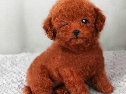 最新小鹿犬，趣事不斷，傳遞溫馨友誼與愛的小使者