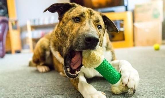 犬類智慧與人類勵志，最新狗狗新聞聚焦