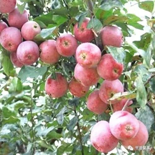 西太后愛心包最新系列，時尚與慈善的完美結合，展現獨特魅力風采