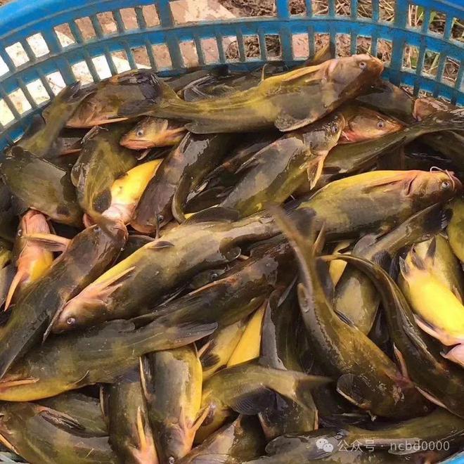 黃顙魚最新報(bào)價(jià)大全，專業(yè)指南與實(shí)時(shí)更新